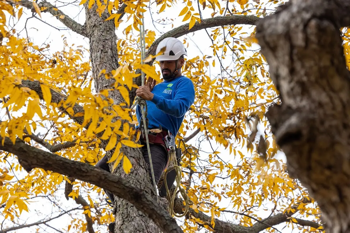 Skilled Tree Planing crew working in Pine Valley
